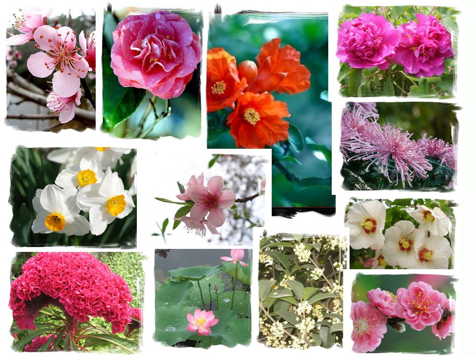 中國花卉十二月令主 花曆傳說農曆二月十二是百花的生日 人們稱之為 花朝 因此民間便有一個 花朝