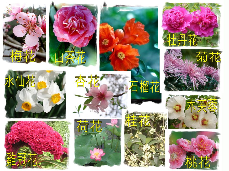 中國花卉十二月令主 花曆傳說農曆二月十二是百花的生日 人們稱之為 花朝 因此民間便有一個 花朝