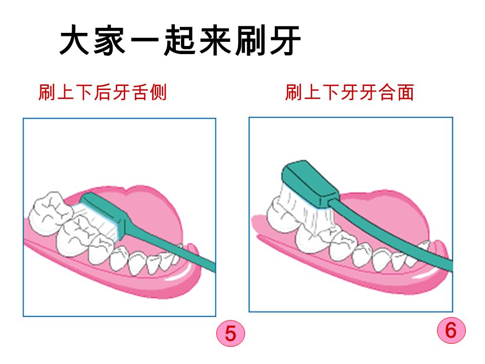 大家一起来刷牙 刷上下后牙舌侧刷上下牙牙合面 5 6