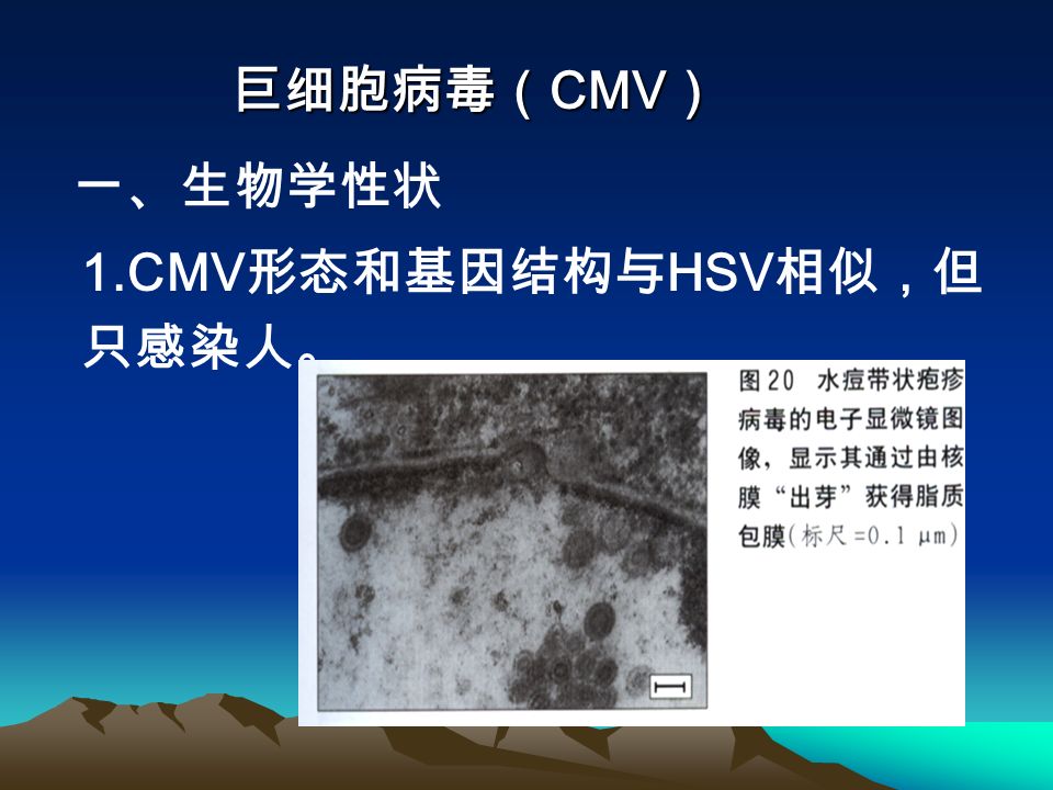 巨细胞病毒（ CMV ） 巨细胞病毒（ CMV ） 一、生物学性状 1.CMV 形态和基因结构与 HSV 相似，但 只感染人。