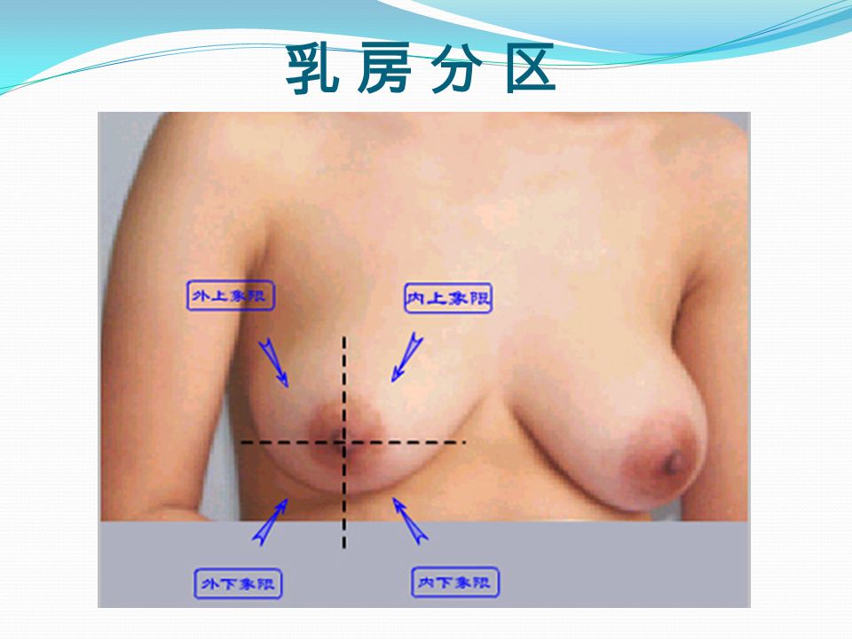 乳 房 分 区