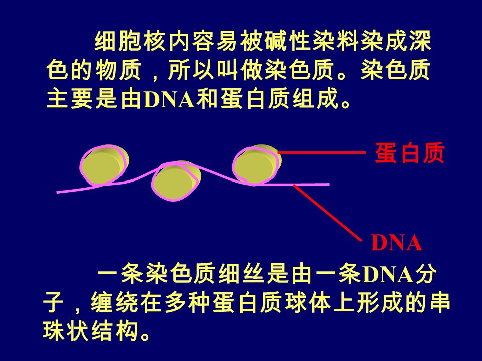 细胞核内容易被碱性染料染成深 色的物质，所以叫做染色质。染色质 主要是由 DNA 和蛋白质组成。 蛋白质 DNA 一条染色质细丝是由一条 DNA 分 子，缠绕在多种蛋白质球体上形成的串 珠状结构。