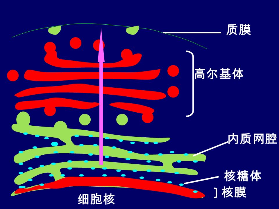 细胞核 核膜 核糖体 内质网腔 高尔基体 质膜