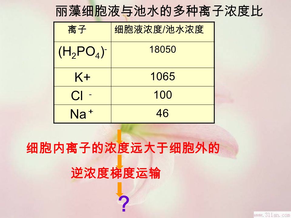 丽藻细胞液与池水的多种离子浓度比 离子细胞液浓度 / 池水浓度 (H 2 PO 4 ) K Cl － 100 Na ＋ 46 细胞内离子的浓度远大于细胞外的 逆浓度梯度运输 ？