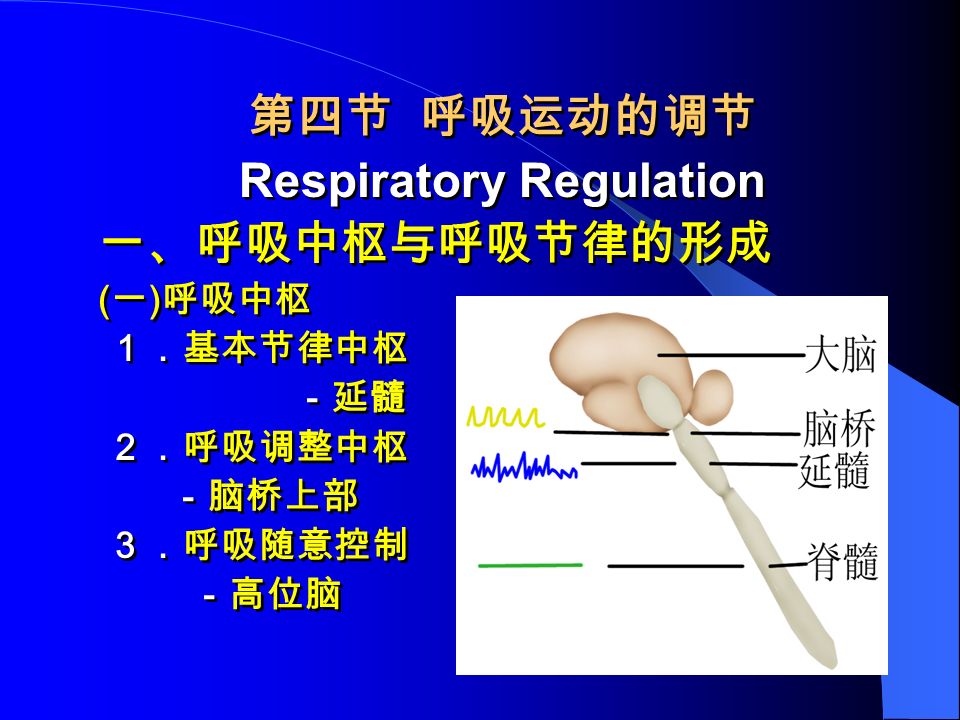 第四节 呼吸运动的调节 Respiratory Regulation 一、呼吸中枢与呼吸节律的形成 ( 一 ) 呼吸中枢 １．基本节律中枢 －延髓 ２．呼吸调整中枢 －脑桥上部 ３．呼吸随意控制 －高位脑 第四节 呼吸运动的调节 Respiratory Regulation 一、呼吸中枢与呼吸节律的形成 ( 一 ) 呼吸中枢 １．基本节律中枢 －延髓 ２．呼吸调整中枢 －脑桥上部 ３．呼吸随意控制 －高位脑