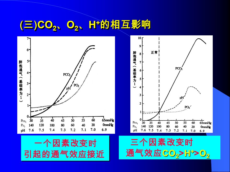 ( 三 )CO 2 、 O 2 、 H + 的 ( 三 )CO 2 、 O 2 、 H + 的相互影响 一个因素改变时 引起的通气效应接近 一个因素改变时 引起的通气效应接近 三个因素改变时 CO 2 H + O 2 通气效应 CO 2 >H + >O 2