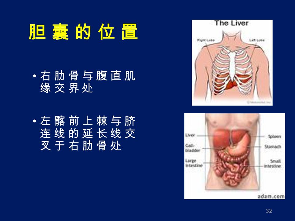 胆 囊 的 位 置 胆 囊 的 位 置 右 肋 骨 与 腹 直 肌 缘 交 界 处 左 髂 前 上 棘 与 脐 连 线 的 延 长 线 交 叉 于 右 肋 骨 处 32