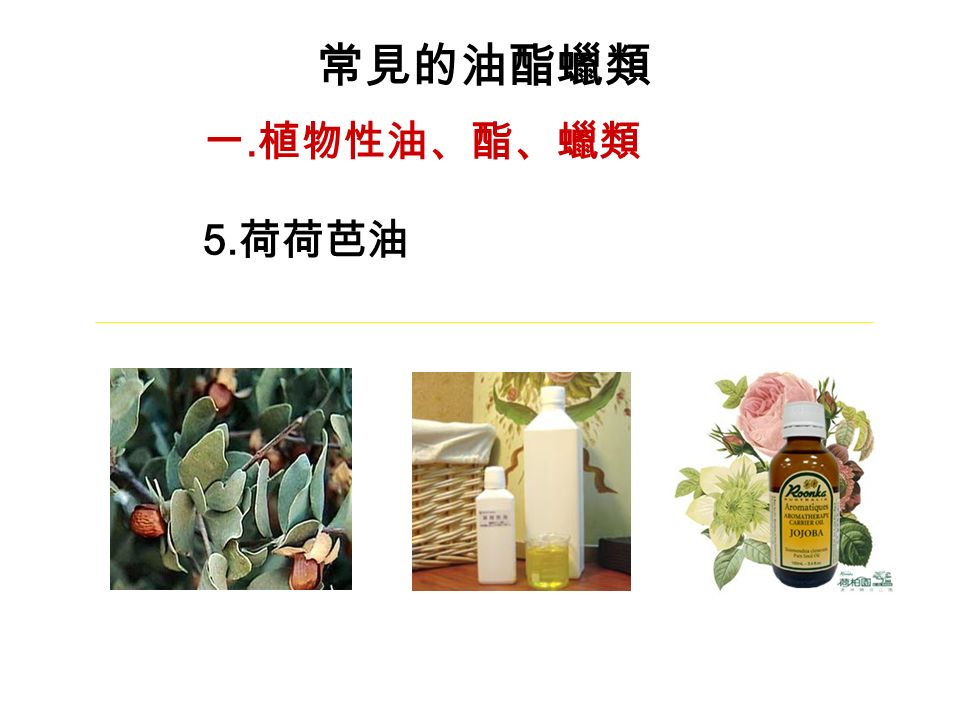 常見的油酯蠟類 一. 植物性油、酯、蠟類 5. 荷荷芭油