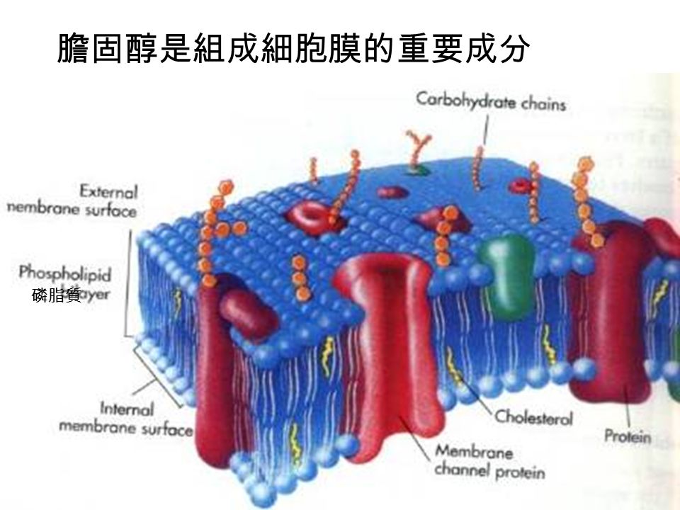 磷脂質 膽固醇是組成細胞膜的重要成分