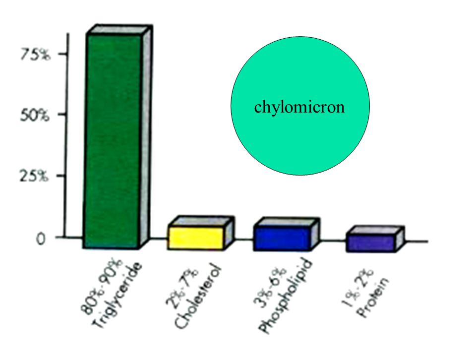chylomicron