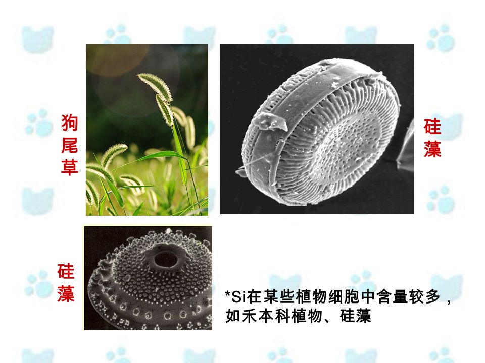 *Si 在某些植物细胞中含量较多， 如禾本科植物、硅藻 狗尾草狗尾草 硅藻硅藻 硅藻硅藻