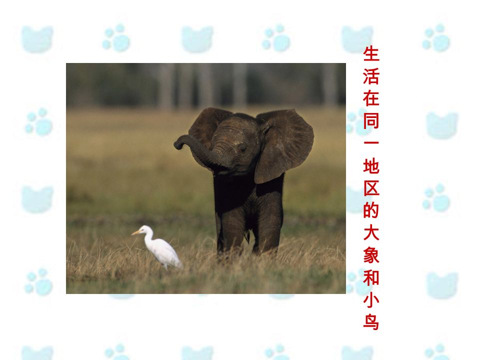 生活在同一地区的大象和小鸟生活在同一地区的大象和小鸟
