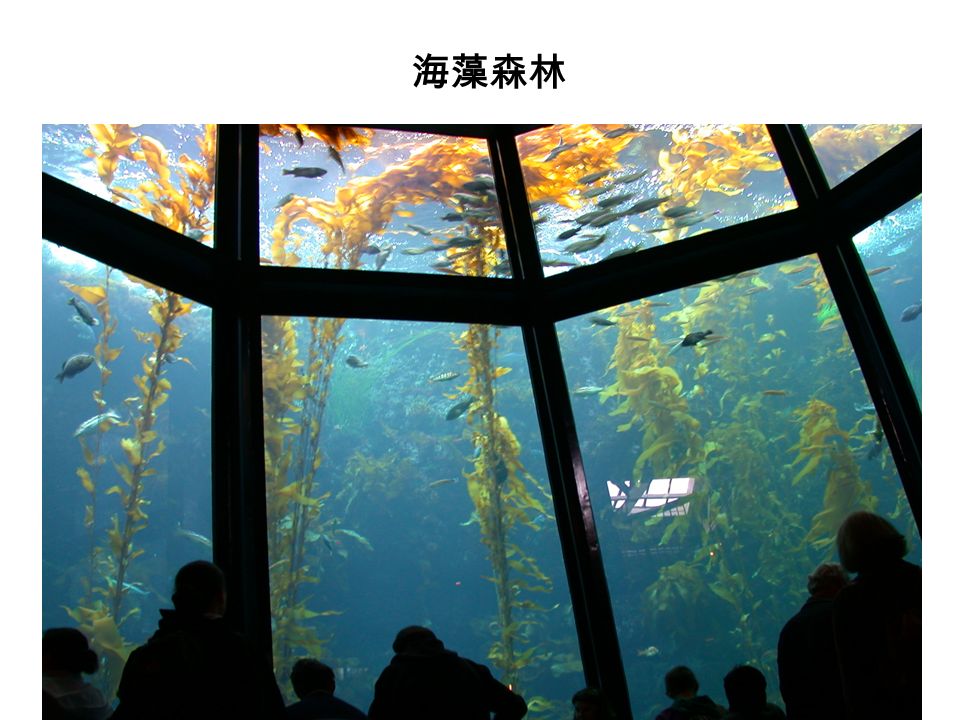 海藻森林