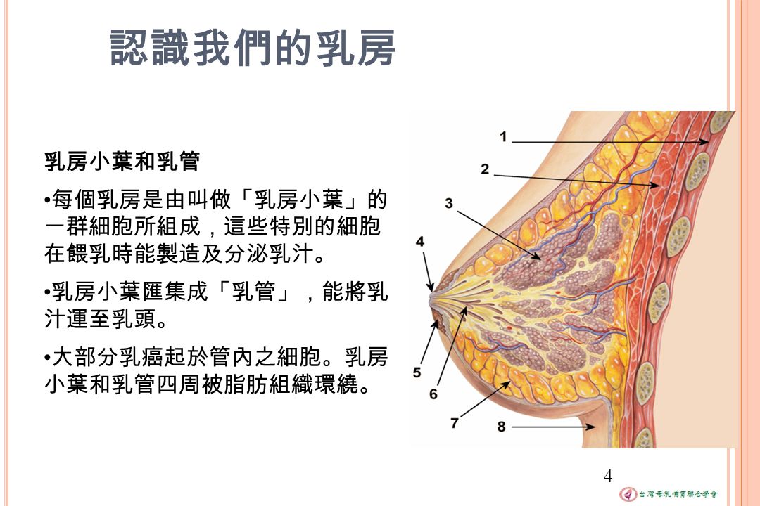 認識我們的乳房 4 乳房小葉和乳管 每個乳房是由叫做「乳房小葉」的 一群細胞所組成，這些特別的細胞 在餵乳時能製造及分泌乳汁。 乳房小葉匯集成「乳管」，能將乳 汁運至乳頭。 大部分乳癌起於管內之細胞。乳房 小葉和乳管四周被脂肪組織環繞。