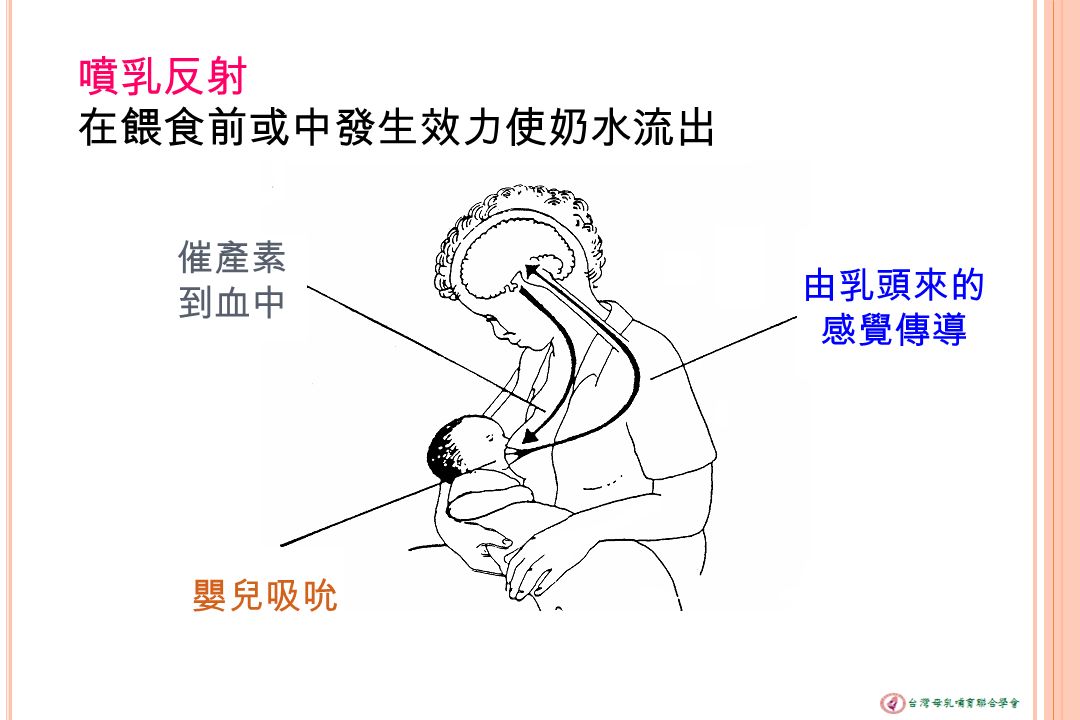 由乳頭來的 感覺傳導 催產素 到血中 嬰兒吸吮 噴乳反射 在餵食前或中發生效力使奶水流出