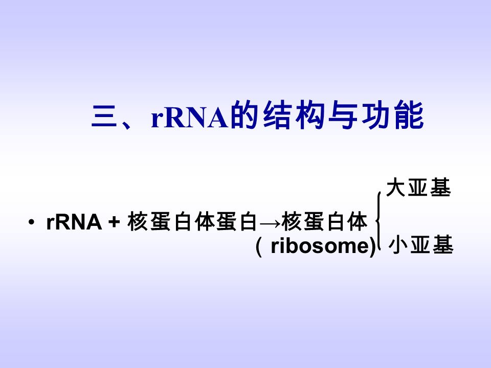 三、 rRNA 的结构与功能 大亚基 rRNA + 核蛋白体蛋白 → 核蛋白体 （ ribosome) 小亚基