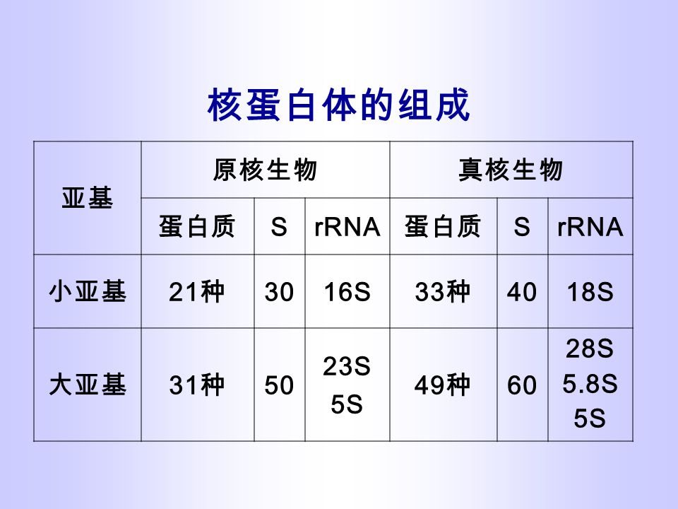 核蛋白体的组成 亚基 原核生物真核生物 蛋白质 SrRNA 蛋白质 SrRNA 小亚基 21 种 3016S 33 种 4018S 大亚基 31 种 50 23S 5S 49 种 60 28S 5.8S 5S