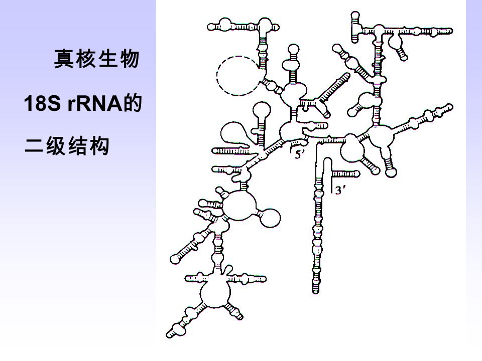 真核生物 18S rRNA 的 二级结构