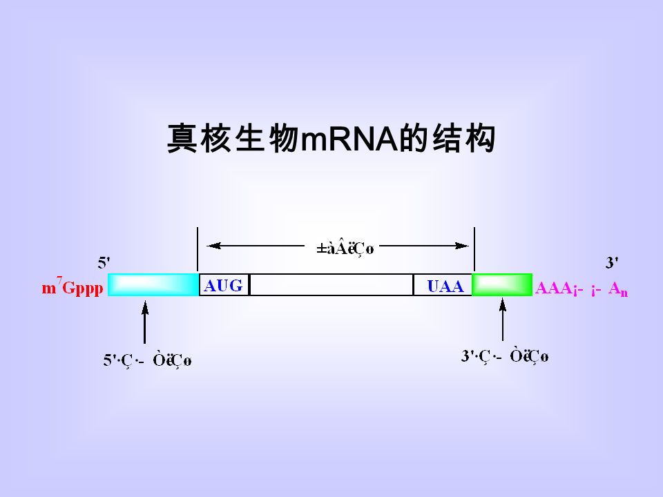 真核生物 mRNA 的结构
