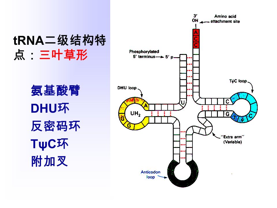 tRNA 二级结构特 点：三叶草形 氨基酸臂 DHU 环 反密码环 TψC环TψC环 附加叉