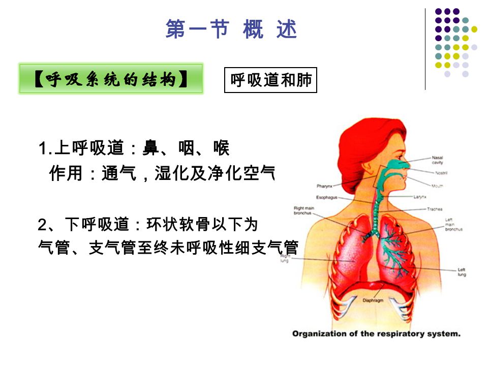 1. 上呼吸道：鼻、咽、喉 作用：通气，湿化及净化空气 第一节 概 述 呼吸道和肺 2 、下呼吸道：环状软骨以下为 气管、支气管至终未呼吸性细支气管