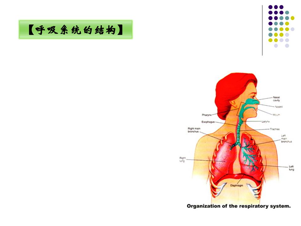 4 、血液供应：双重血液供应 肺循环 功能血管－气体交换 特点：低压、低阻、高容 支气管循环 : 营养血管－营养供应