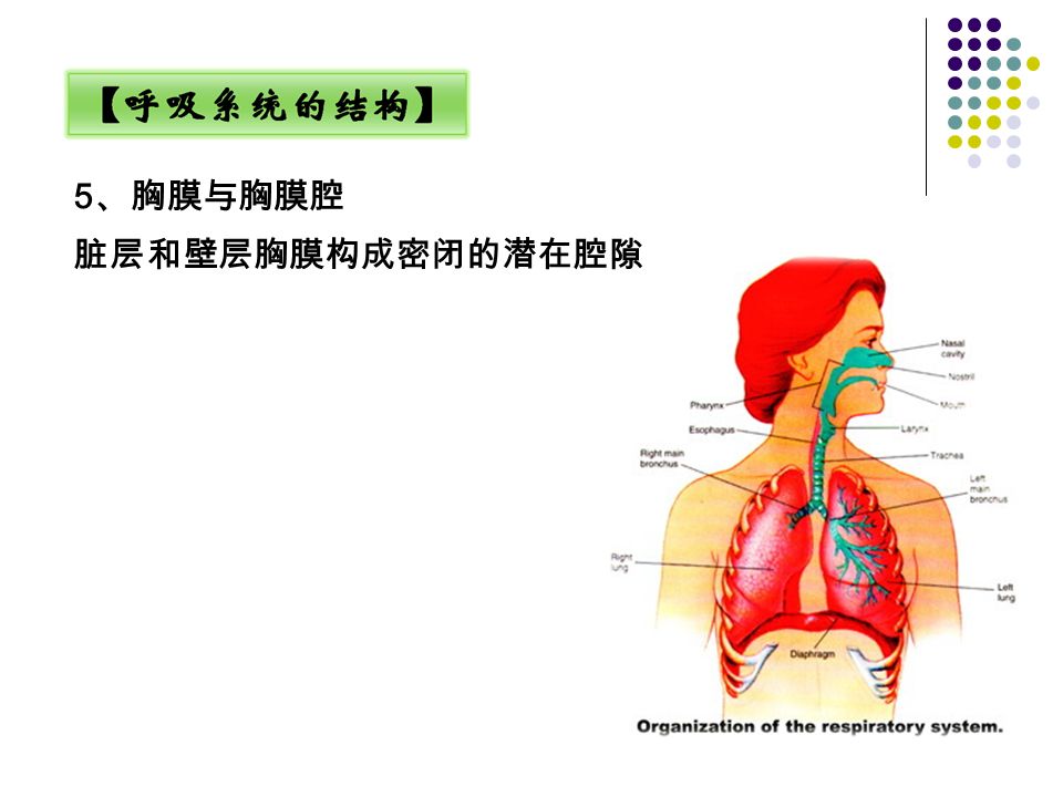 5 、胸膜与胸膜腔 脏层和壁层胸膜构成密闭的潜在腔隙