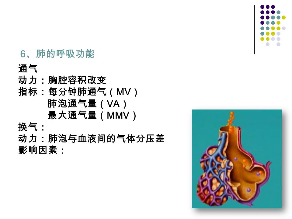 6 、肺的呼吸功能 通气 动力：胸腔容积改变 指标：每分钟肺通气（ MV ） 肺泡通气量（ VA ） 最大通气量（ MMV ） 换气： 动力：肺泡与血液间的气体分压差 影响因素： 气体分压、 气体量、 通气 / 血流比、 肺泡膜弥散面积和厚度