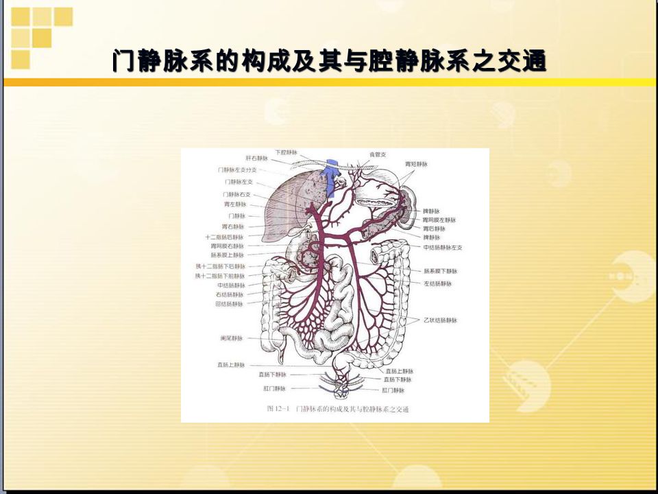 门静脉系的构成及其与腔静脉系之交通