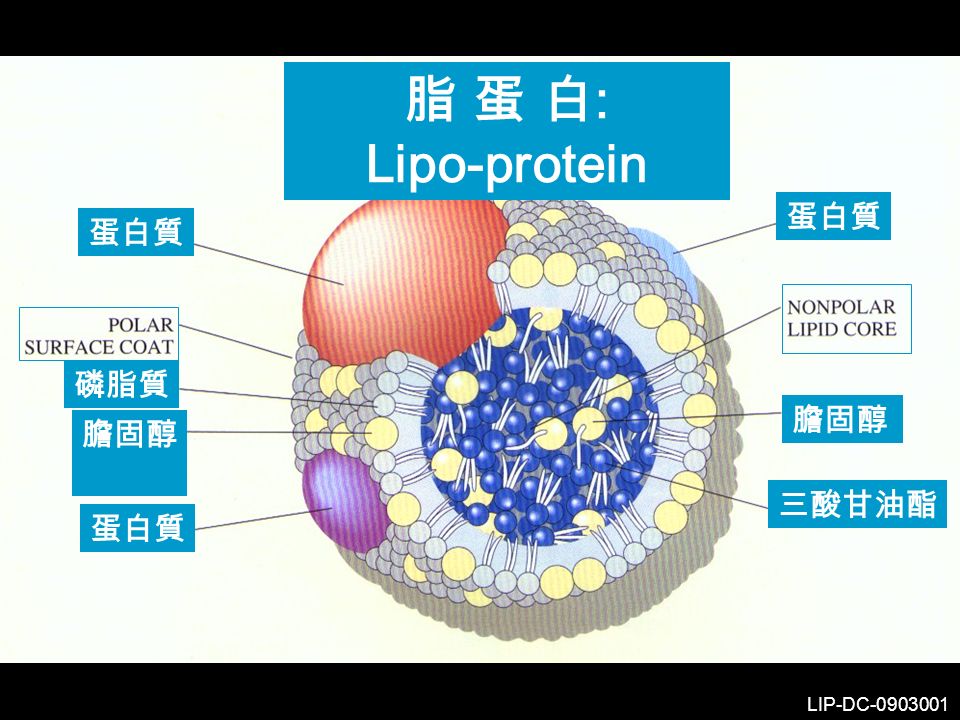 脂 蛋 白 : Lipo-protein 蛋白質 磷脂質 蛋白質 膽固醇 三酸甘油酯 膽固醇 LIP-DC