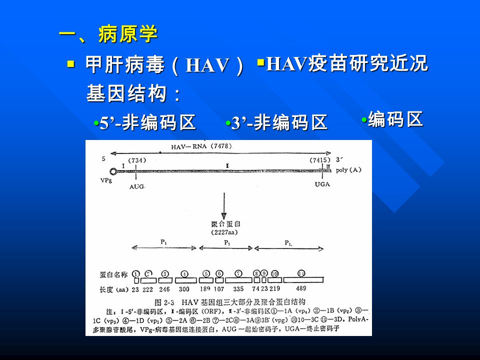 一、病原学  甲肝病毒（ HAV ） 基因结构： 基因结构： 5’- 非编码区5’- 非编码区 编码区 编码区 3’- 非编码区3’- 非编码区  HAV 疫苗研究近况
