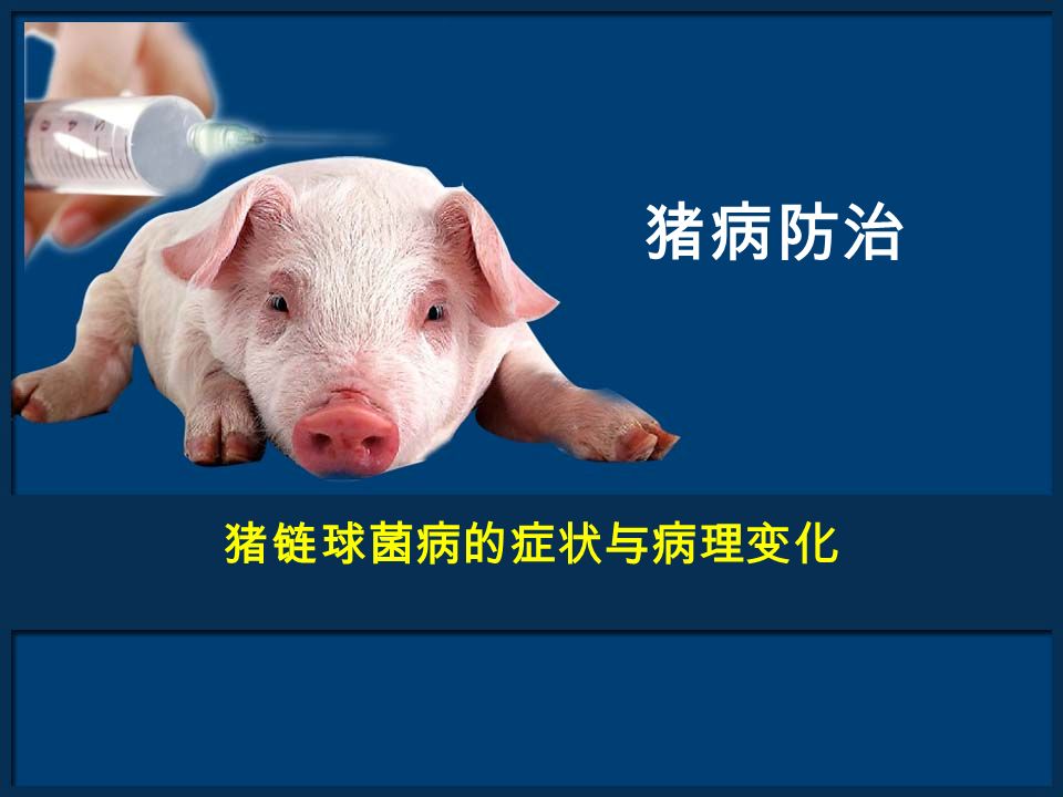 猪病防治 猪链球菌病的症状与病理变化