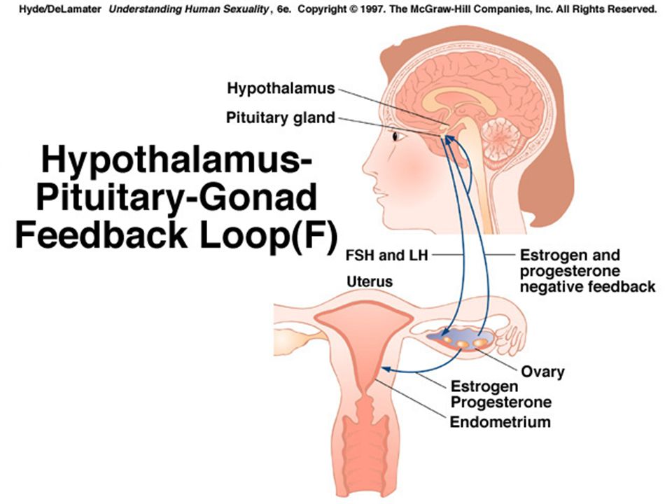 概念：由于调节生殖的神经内分泌机 制失常引起的异常子宫出血 下丘脑 垂体 卵巢 下丘脑 - 垂体 - 卵巢轴 (HPOA) 大脑皮层 子宫