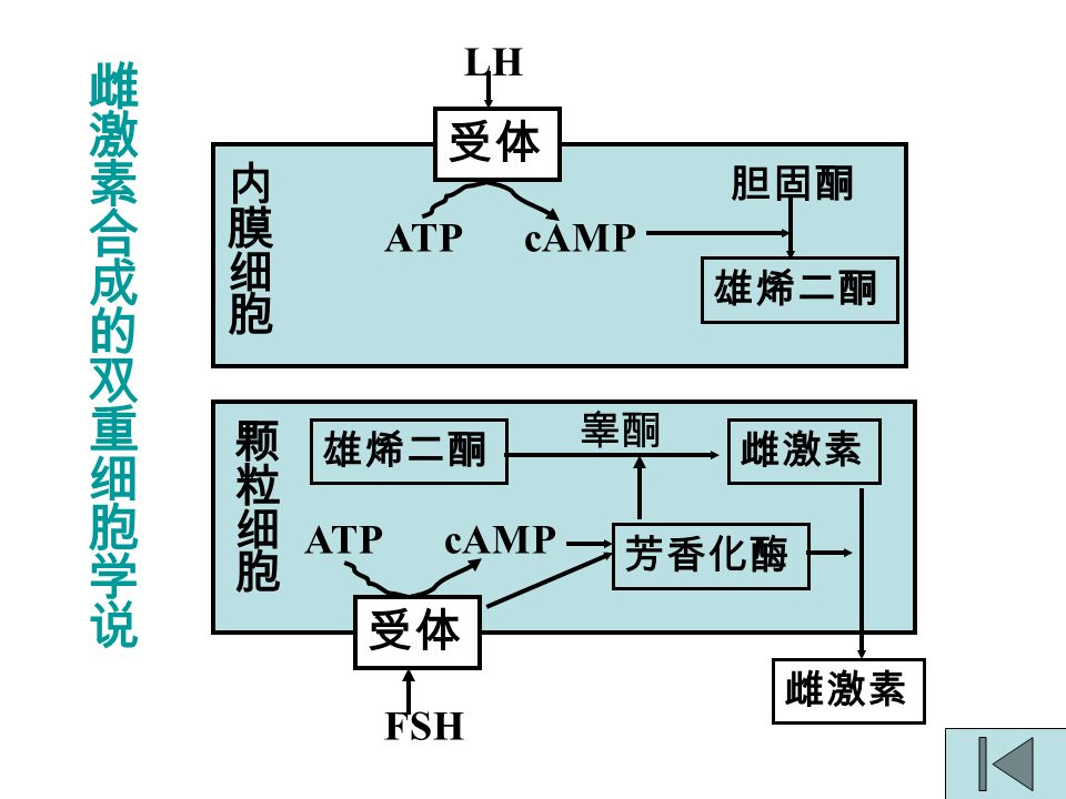 受体 LH ATP cAMP 胆固酮 雄烯二酮 受体 FSH ATP cAMP 芳香化酶 雌激素 睾酮