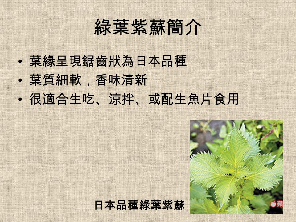 綠葉紫蘇簡介 葉緣呈現鋸齒狀為日本品種 葉質細軟，香味清新 很適合生吃、涼拌、或配生魚片食用 日本品種綠葉紫蘇