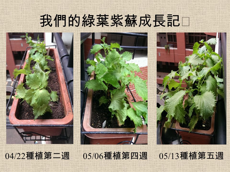 我們的綠葉紫蘇成長記Ⅱ 04/22 種植第二週 05/06 種植第四週 05/13 種植第五週