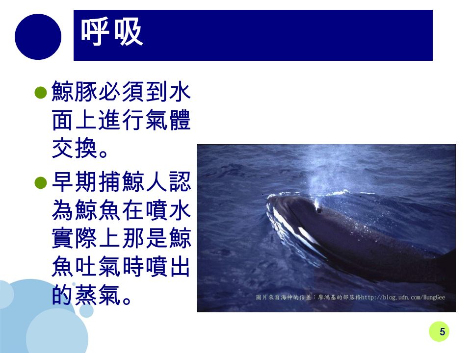 5 呼吸 鯨豚必須到水 面上進行氣體 交換。 早期捕鯨人認 為鯨魚在噴水， 實際上那是鯨 魚吐氣時噴出 的蒸氣。