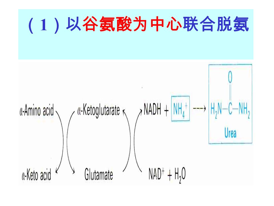 （ 1 ）以谷氨酸为中心联合脱氨