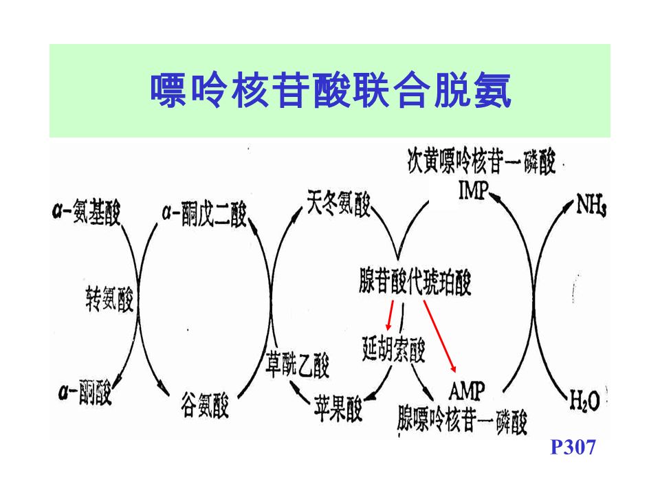 嘌呤核苷酸联合脱氨 P307