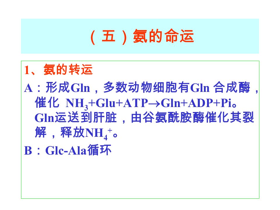 （五）氨的命运 1 、氨的转运 A ：形成 Gln ，多数动物细胞有 Gln 合成酶， 催化 NH 3 +Glu+ATP  Gln+ADP+Pi 。 Gln 运送到肝脏，由谷氨酰胺酶催化其裂 解，释放 NH 4 + 。 B ： Glc-Ala 循环