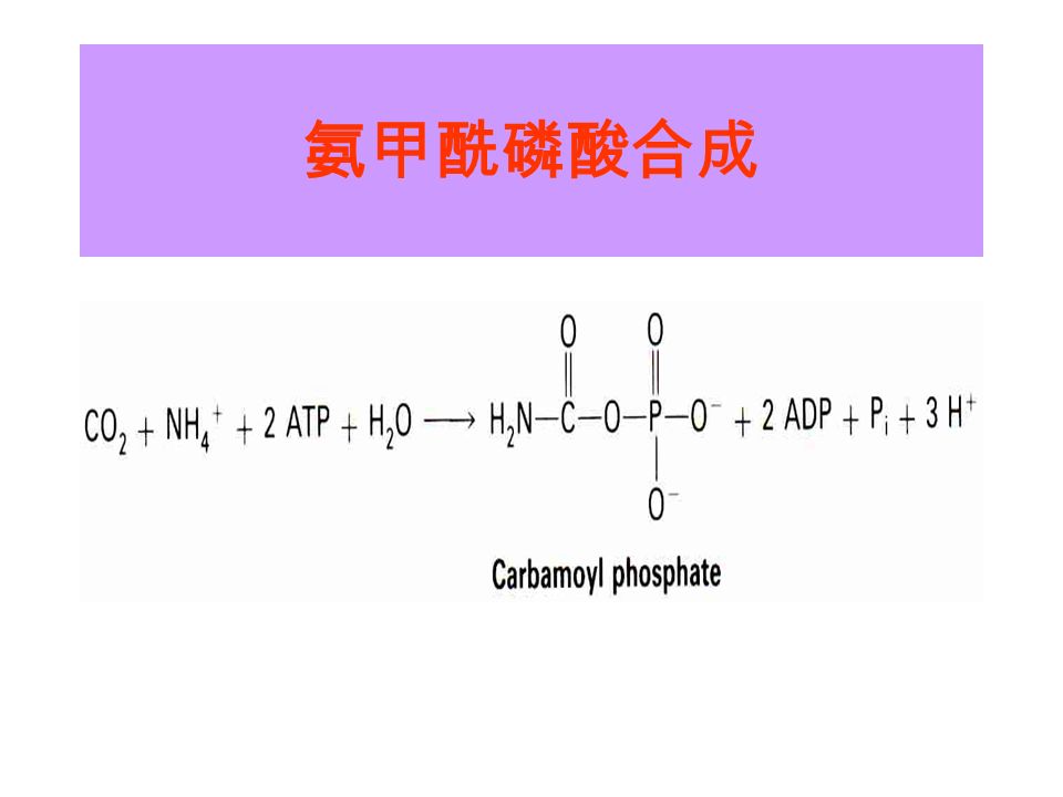 氨甲酰磷酸合成