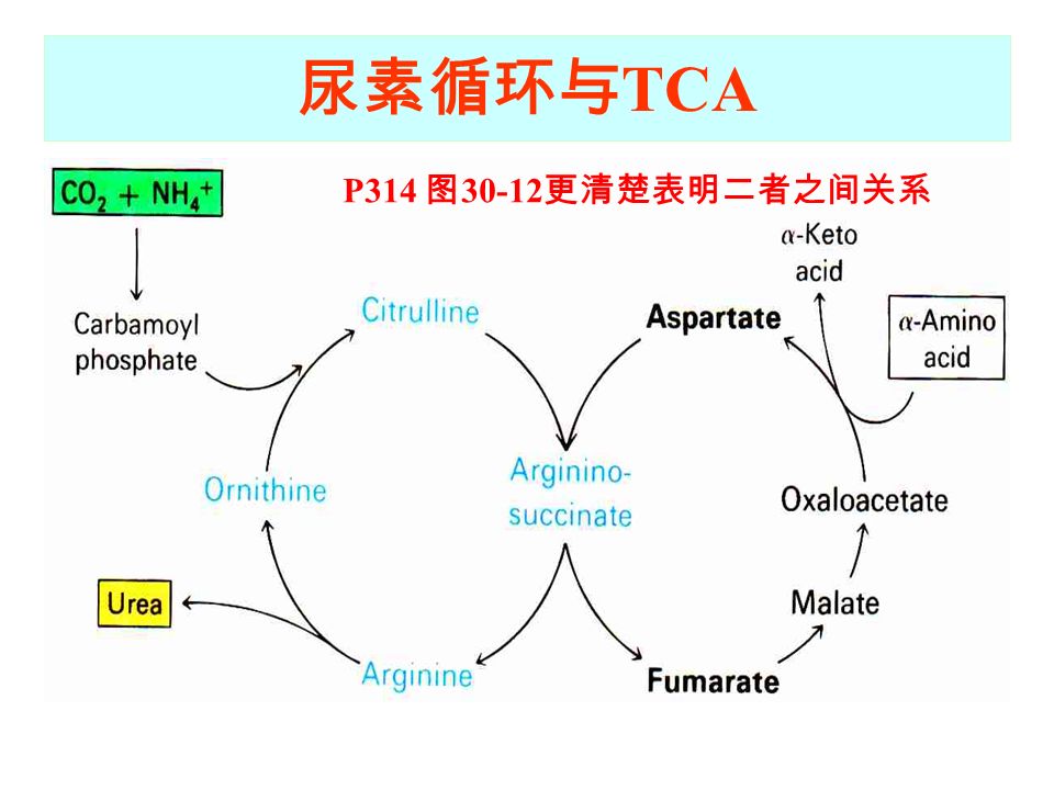 尿素循环与 TCA P314 图 更清楚表明二者之间关系