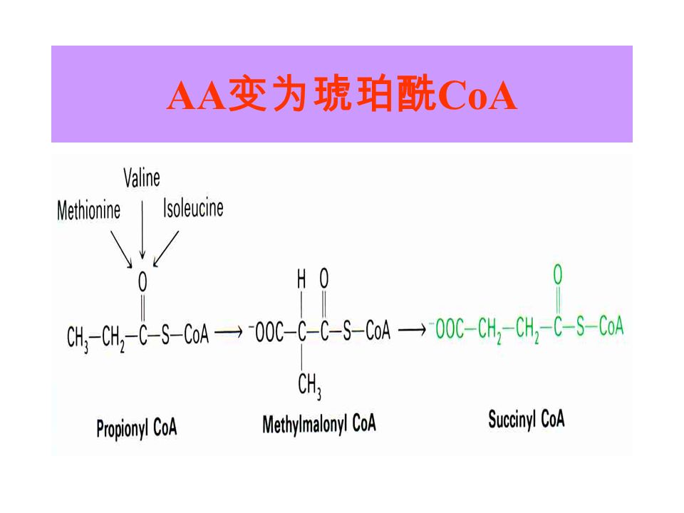 AA 变为琥珀酰 CoA