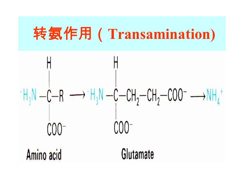 转氨作用（ Transamination)