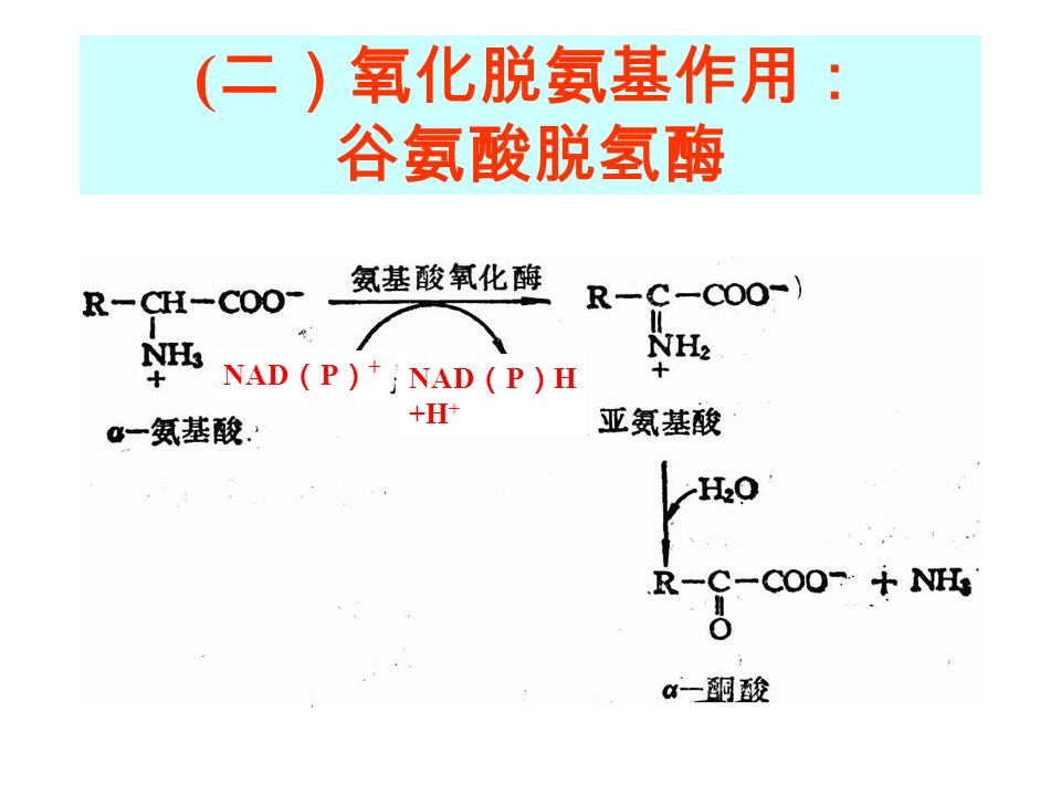 ( 二）氧化脱氨基作用： 谷氨酸脱氢酶 NAD （ P ） + NAD （ P ） H +H +