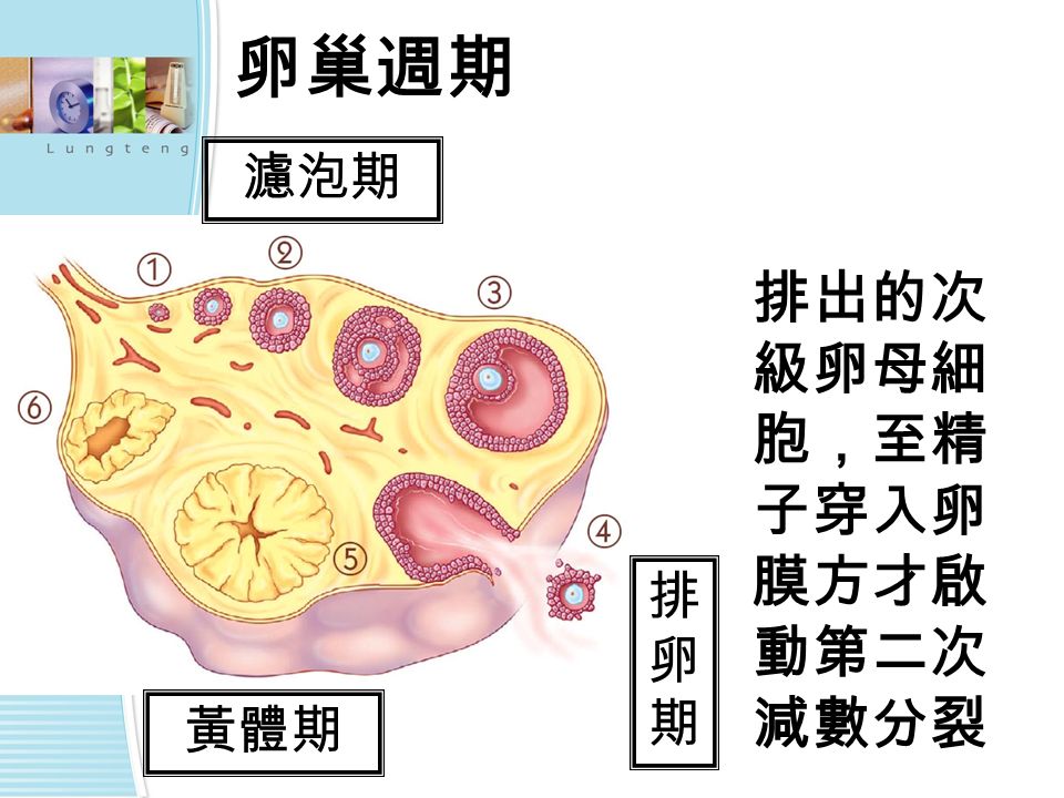 卵巢週期 濾泡期 排卵期排卵期 黃體期 排出的次 級卵母細 胞，至精 子穿入卵 膜方才啟 動第二次 減數分裂