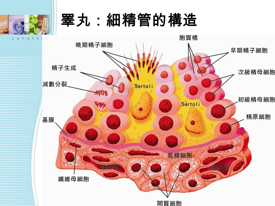 睪丸：細精管的構造