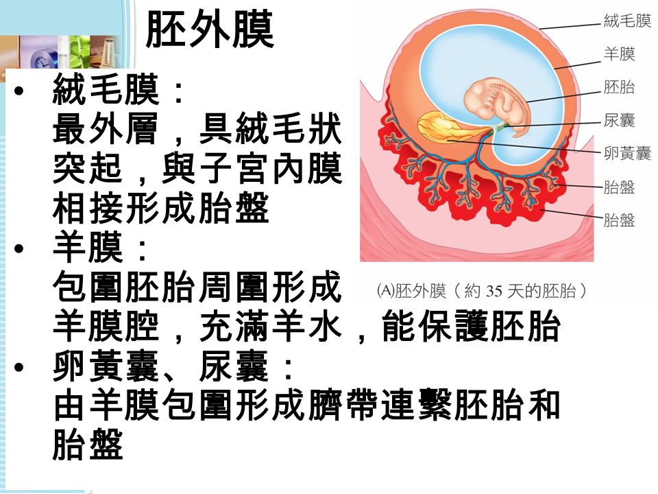 胚外膜 絨毛膜： 最外層，具絨毛狀 突起，與子宮內膜 相接形成胎盤 羊膜： 包圍胚胎周圍形成 羊膜腔，充滿羊水，能保護胚胎 卵黃囊、尿囊： 由羊膜包圍形成臍帶連繫胚胎和 胎盤