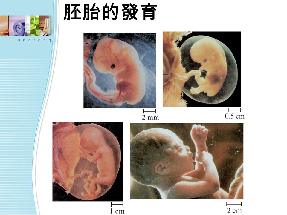 胚胎的發育