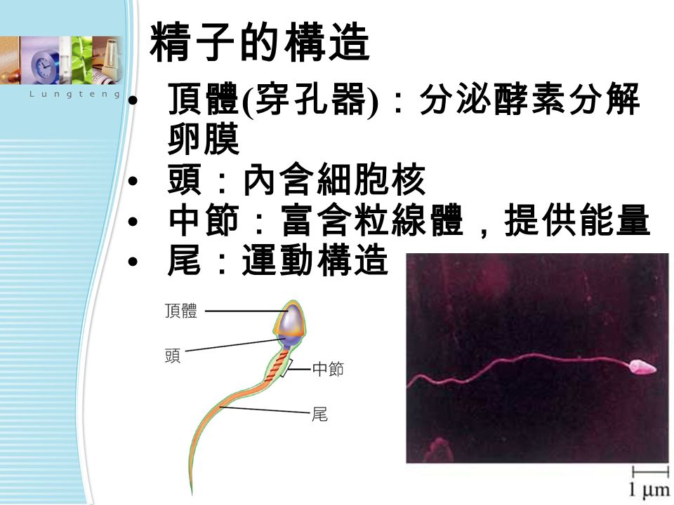 精子的構造 頂體 ( 穿孔器 ) ：分泌酵素分解 卵膜 頭：內含細胞核 中節：富含粒線體，提供能量 尾：運動構造
